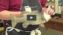 Painting a Smallmouth Bass
