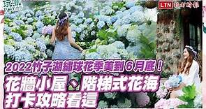 2022竹子湖繡球花季美到６月底！花牆小屋、階梯式花海打卡攻略看這