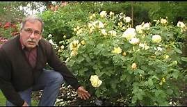 Der Schnitt Englischer Rosen als Beetrosen