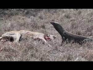 Komodo Dragon Eating A Deer