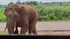 Elephant smashed through the front of a bus causing passengers to flee for safety
