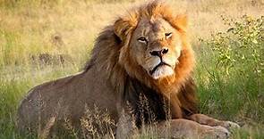 Cecil the Lion - Interviews - w/ Asun Ortega & Tom Porter