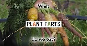 Foodwise Kids: What Plant Parts Do We Eat?
