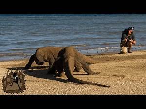 KOMODO DRAGONS in PARADISE | Komodo National Park