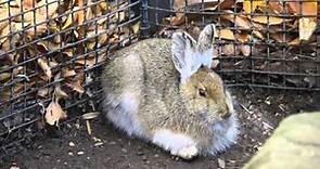 Creature Feature: Snowshoe Hares