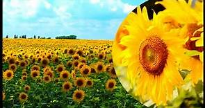 WOW! Sunflower Farming And Harvesting | Next Level Sunflower Oil Production Processing