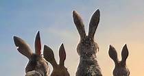 Watership Down - streaming tv show online