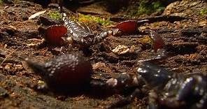 Enfrentamiento entre dos escorpiones caníbales | NATIONAL GEOGRAPHIC ESPAÑA