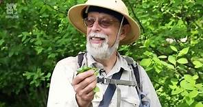 Urban foraging in New York City Central Park, With Wildman Steve Brill