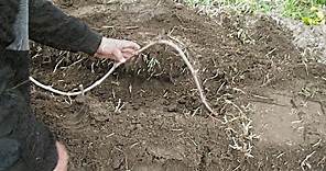 Cómo realizar un acodo terrestre. Acodo subterráneo en vid, frutales y otras plantas. Clon vegetal.
