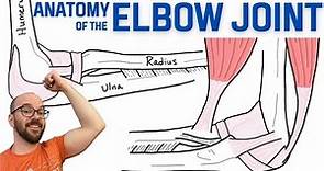 Anatomy of the Elbow Joint