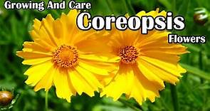 How To Grow and Care For Coreopsis Flowers