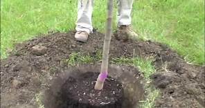How to plant a potted tree