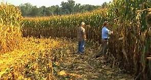 Georgia Farmer Sets New State Corn Yield Record