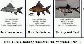 List of Fishes of Order Cypriniformes Family Cyprinidae Part 2. barbus shiner barilius labeo chub