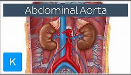 Abdominal Aorta - Branches and Anatomy - Human Anatomy | Kenhub