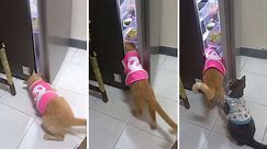 Thieving cat duo work together to break into refrigerator