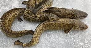 Burbot, Eelpout, Lawyer --- Catch, Clean, Cook, Eat!!!