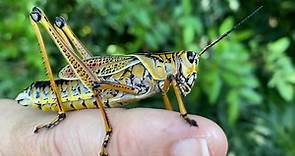 They’re not locusts, just Florida’s giant grasshoppers
