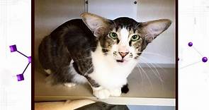 Adam Driver Cat Goes Viral, Gets Adopted Immediately