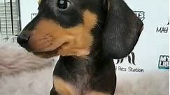 Dachshund Puppy (Female) For Sale 2