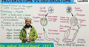 protostomia and deuterostomia | series protostomia and deuterostomia class 11