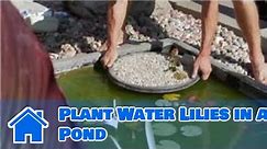 Care of Lilies : How to Plant Water Lilies in a Pond