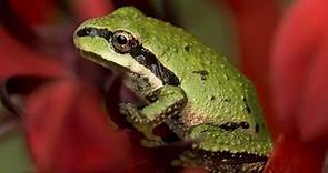 Pacific Tree Frog That Says "Ribbit"