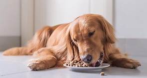 What To Feed a Dog With Diarrhea