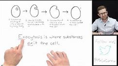What is Exocytosis?