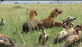 29 Hyänen gegen Geier
