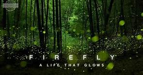 Firefly 4K HD || Experience fireflies like never before || by Hugs of life