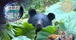 地球的孤兒~熊的國度，台灣黑熊生存保衛戰 Orphans of the Earth / Saving Formosan Black Bears【全集】｜白心儀