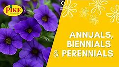 The Difference Between Annuals, Biennials & Perennials