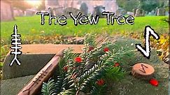 Yew. Mythology, Symbolism and Folklore of the Yew Tree (Ioho / Eiwaz)