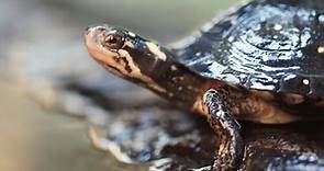 Turtles and Wetlands of Lake Huron
