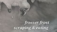 freezer frost scraping & eating