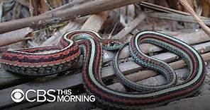 Garter Snakes, an endangered species, find refuge at San Francisco International Airport