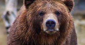 The 7 Best ETFs for Bear Markets & Recessions (Defensive) in 2024