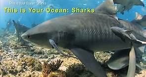 This is Your Ocean: Sharks