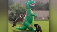 Mira a dos perros bóxer volverse locos por un T. rex inflable | Video