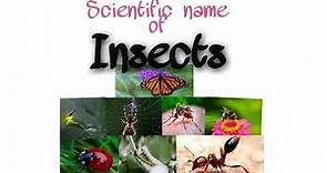 Scientific name of Insects||Top 45 Insect||Learn with MB
