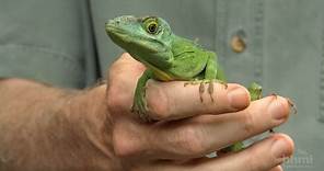 The Phylogenetic Tree of Anole Lizards — HHMI BioInteractive Video