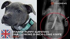 Pit bull puppy swallows 8-inch-long knife and survives