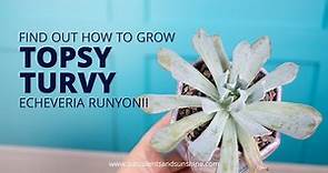 Find out the best care techniques for Echeveria runyonii ‘Topsy Turvy’