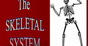 PPT - The SKELETAL SYSTEM PowerPoint Presentation, free download - ID:5455792