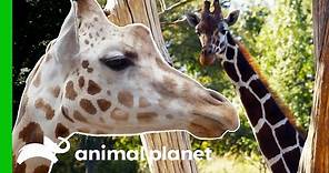Meet The Beautiful Giraffes Of The Bronx Zoo! | The Zoo
