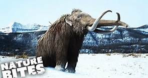 What Happened to all the Woolly Mammoths? | Nature Bites