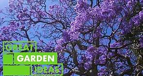 Sydney's Jacaranda TREES | GARDEN | Great Home Ideas