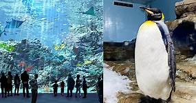 企鵝陪喝咖啡！桃園水族館「X Park」開幕日、訂票資訊、票價、營業時間、展區介紹⋯6大亮點整理